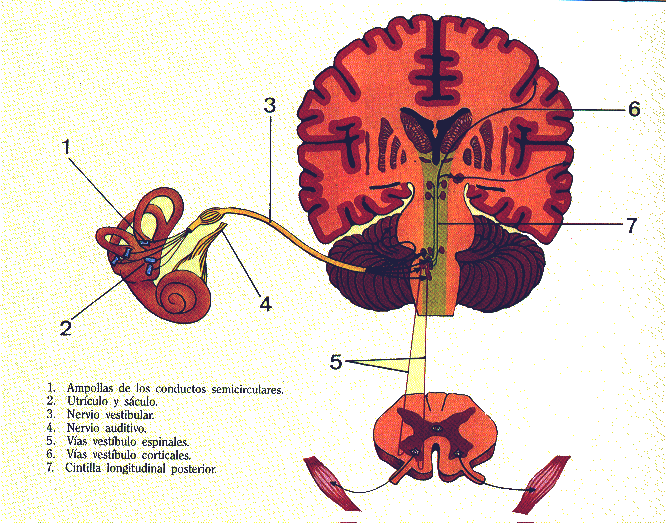 neurootoA